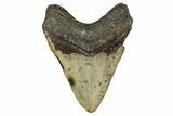 Fossil Megalodon Tooth - North Carolina #348162-2